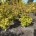Acer shirasawanum 'Aureum' m.kl.                    40-50  extra