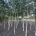 Betula utilis jacquemontii HT                      12/14