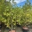 Magnolia denudata 'Yellow River' C60                   200-250