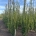 Carpinus bet. 'Fastigiata' z.kl.                   250-300  6/8