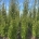 Carpinus bet. 'Fastigiata' z.kl.                   300-350 10/12