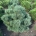 Pinus sylv. 'Frensham' m.kl.                    50-60