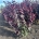 Cercis can. 'Forest Pansy' m.kl.                  100-125   5/8 tak