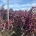 Cercis can. 'Forest Pansy' m.kl.                  125-150 8/+ tak
