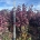 Cercis can. 'Forest Pansy' m.kl.                  150-175   8/+ tak