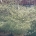 Cornus alternifolia 'Argentea' C110                 200-225
