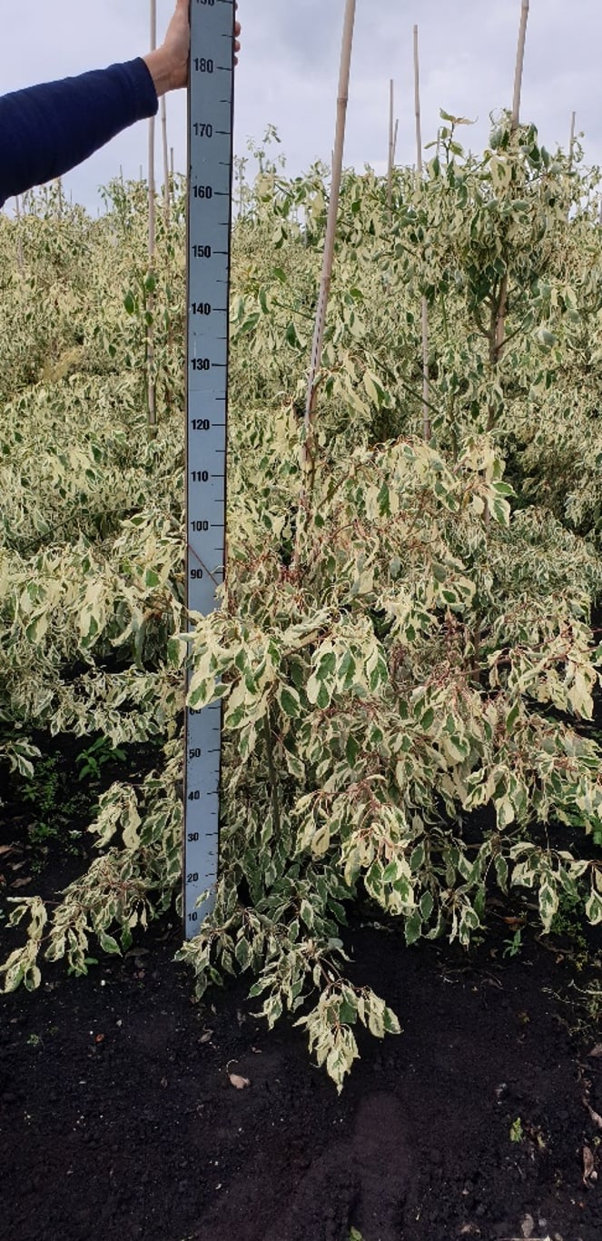 Cornus controversa 'Variegata' m.kl.                  100-125   extra