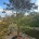 Cornus florida C500                 350-400