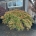 Acer pal. 'Green Lace' C500  St.   50 cm. Kr. 250 cm.