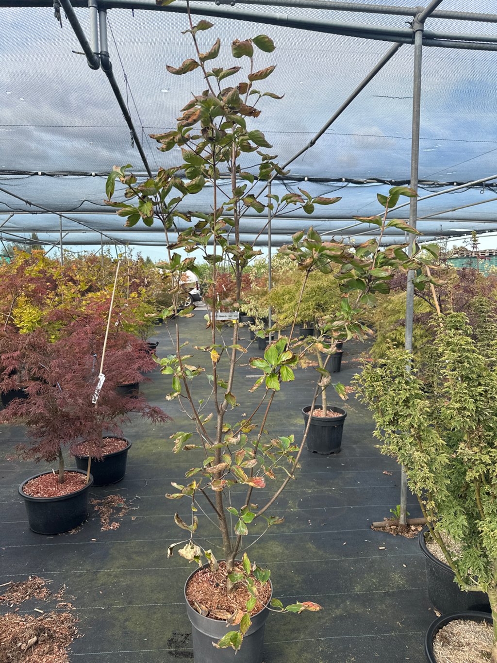 Cornus 'Venus' C15                   150-175