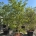 Cornus 'Venus' C230                 350/+