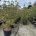 Cornus k. 'China Girl' C80                   200-225