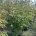 Cornus kousa chinensis C80                   150-175
