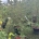 Cornus k. 'Milky Way' C80                   250-275