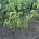 Cornus k. 'Milky Way' m.kl.                    60-80