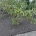 Cornus 'Ascona' m.kl.                  125-150