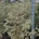 Cornus k. 'Summer Fun' m.kl.                  100-125   extra