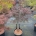 Acer pal. 'Firecracker' C18   St. 60 cm. Kr. 50-60
