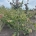 Parrotia persica 'Bella' m.kl.                  175-200