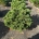 Pinus mugo 'Sherwood Compact' m.kl.                    35-40