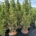 Pinus nigra 'Richard' C18                   125-150
