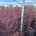 Acer pal. 'Twombly's Red Sentinel' m.kl.                    80-100