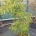 Cornus hongk. 'Summer Glossy' C23                   100-125