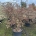 Cornus alternifolia 'Pinky Spot' C90                   175-200