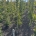 Fagus syl. 'Dawyck' m.kl.                  125-150
