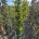 Fagus syl. 'Dawyck Gold' m.kl.                  175-200
