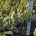 Hamamelis int. 'Arnold Promise' m.kl.                    60-80