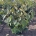 Hamamelis int. 'Pallida' m.kl.                    60-80     extra
