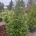Ilex 'Nellie R. Stevens' C90                   150-175 Pyrm.