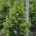 Ilex 'Nellie R. Stevens' Pyr.     m.kl.       100-125