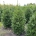 Ilex 'Nellie R. Stevens' Pyr.     m.kl.       175-200