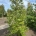 Liquidambar styraciflua dr.kl.                 300-350 12-14-16
