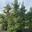 Liquidambar styraciflua dr.kl.                 350-400 14-16