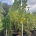 Liriodendron t. 'Fastigiatum' C80                   300-400 10-12