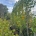 Liriodendron t. 'Fastigiatum' C80                   300-400 12-14
