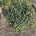 Osmanthus burkwoodii Bol   m.kl.            50-55