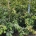 Parrotia persica m.kl.                  125-150