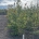 Parrotia persica m.kl.                  175-200