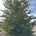 Parrotia persica m.kl. H 650-700 B 350-400