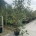 Photinia fraseri 'Red Robin' C60                   200-250