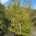 Styrax japonicus C110                 200-225