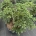 Abies amabilis 'Spreading Star' C23                     60-80