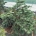 Abies amabilis 'Spreading Star' C90                   125-150