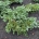 Abies amabilis 'Spreading Star' m.kl.                    80-100