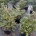 Abies k. 'Silberlocke' C12                     40-50