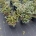 Abies k. 'Silberlocke' C7,5                    30-40